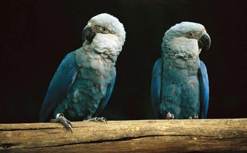 Самые дорогие животные. Голубой ара