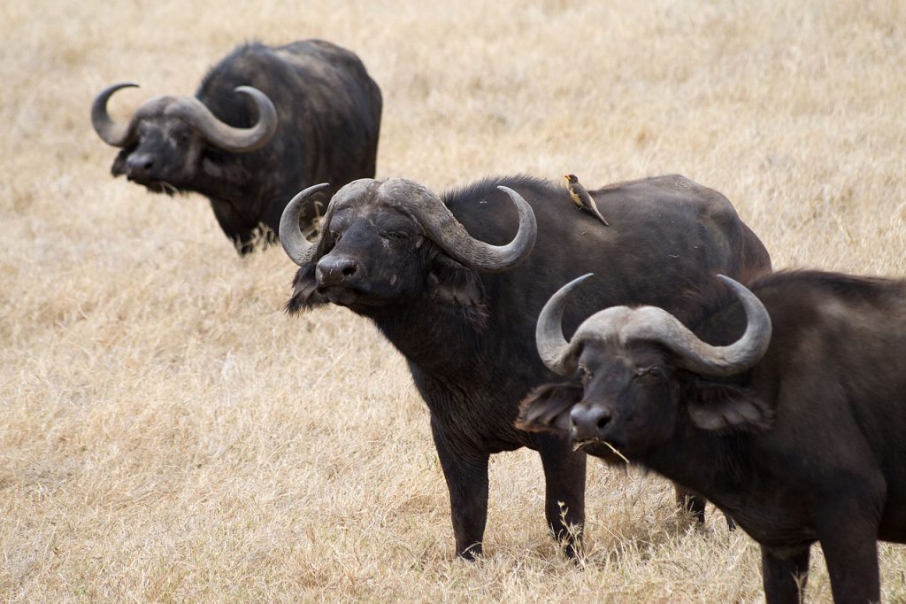 Самые агрессивные животные. Африканский буйвол