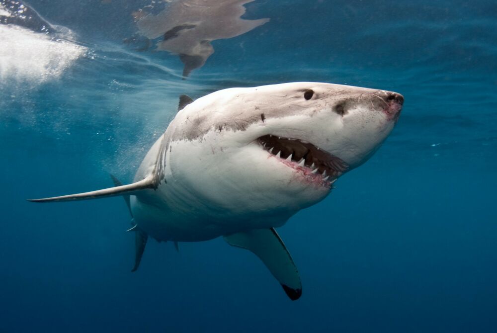 Самые агрессивные животные. Большая белая акула