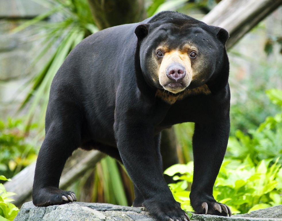 Самые агрессивные животные. Малайский медведь