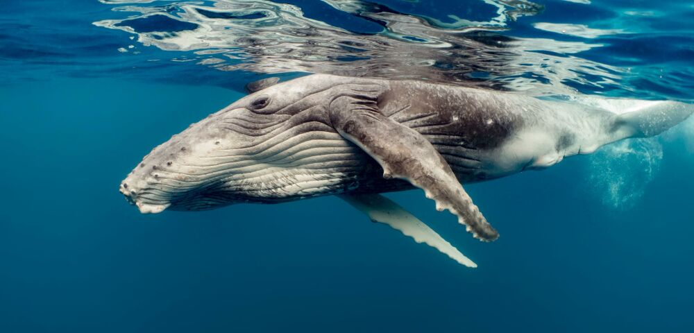 Серый кит. Киты