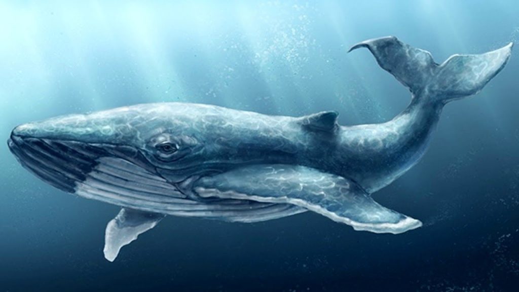 Синий или голубой кит. Киты