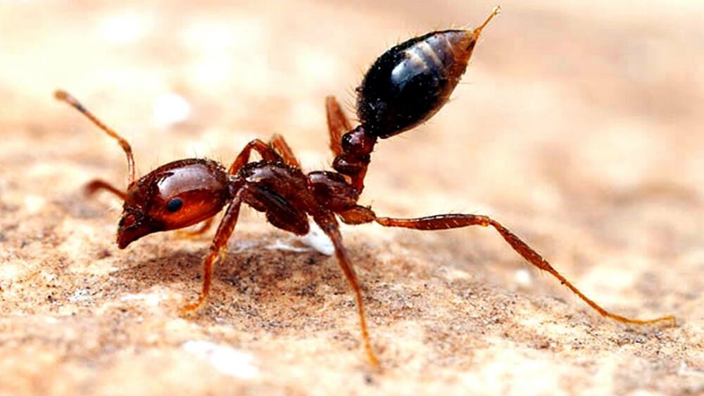 Самые ядовитые насекомые. Красный огненный муравей