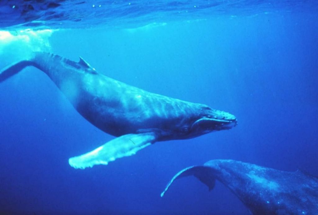 Карликовый кит. Киты