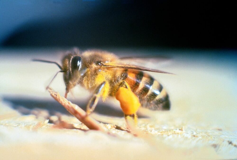 Самые ядовитые насекомые. Африканизированная пчела