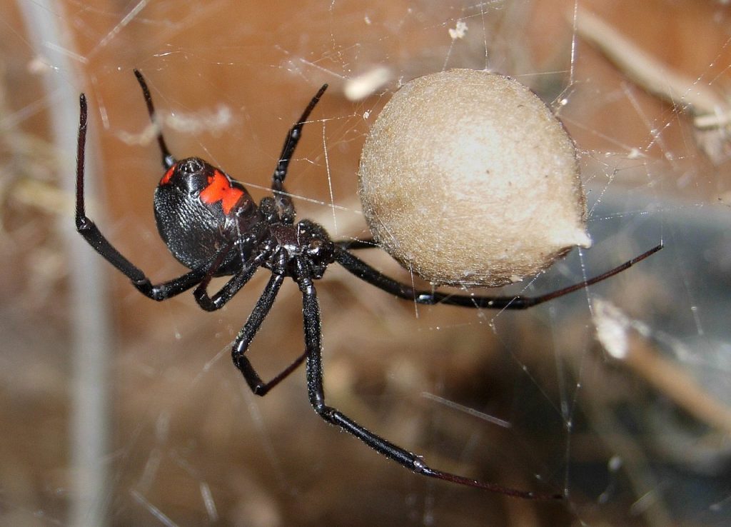 Самые опасные пауки. Черная вдова