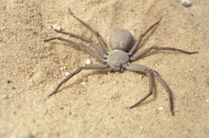 Самые опасные пауки. Шестиглазый песочный паук