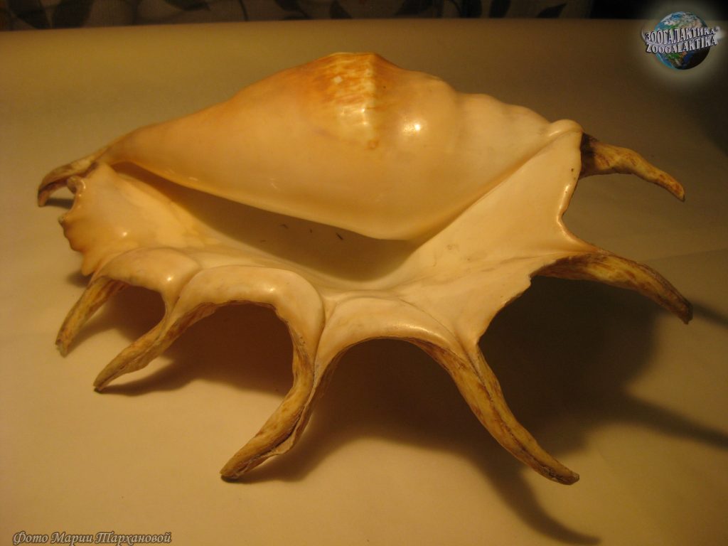Брюхоногие моллюски. Гигантский лямбис