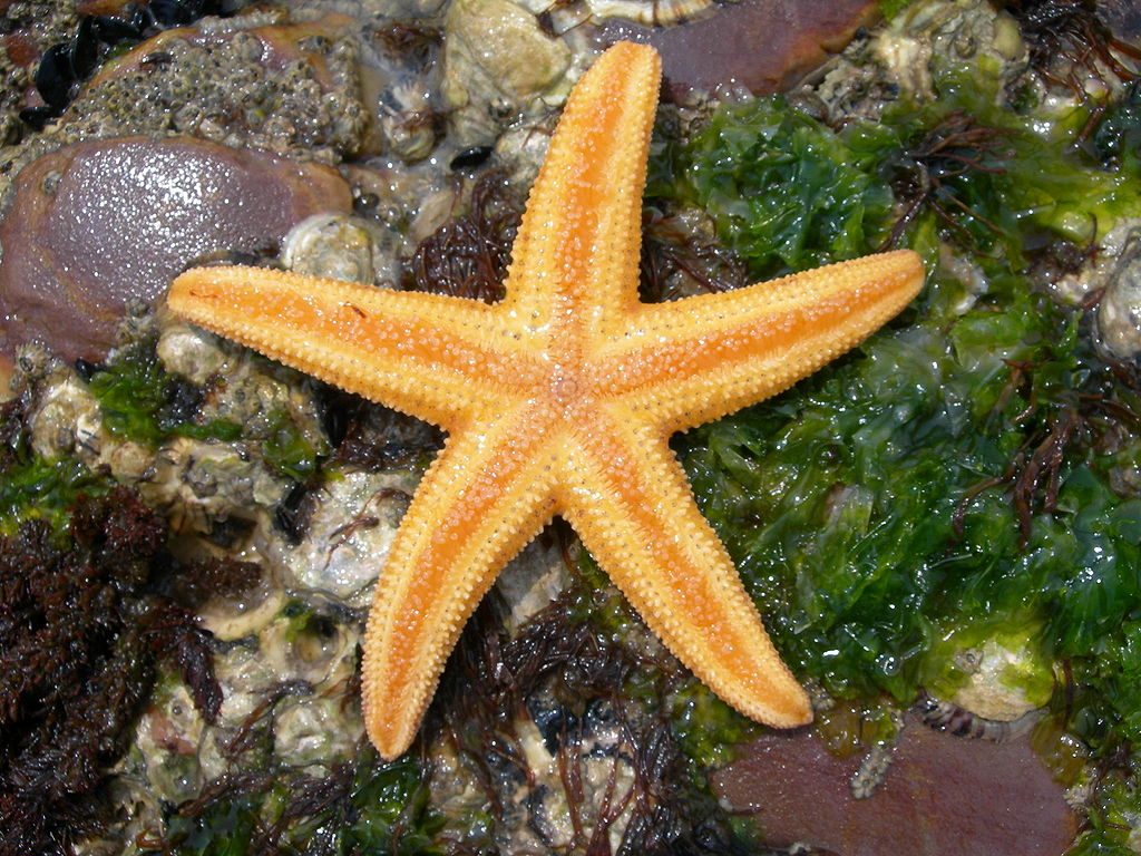 Морские звезды. Амурская звезда