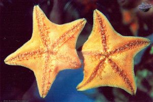 Морские звезды. Гребешковая патирия