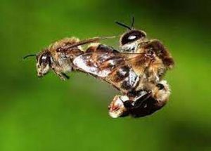 Необычные брачные ритуалы. Медоносные пчелы