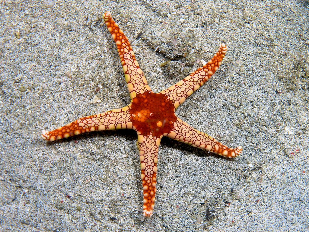 Черепичная морская звезда
