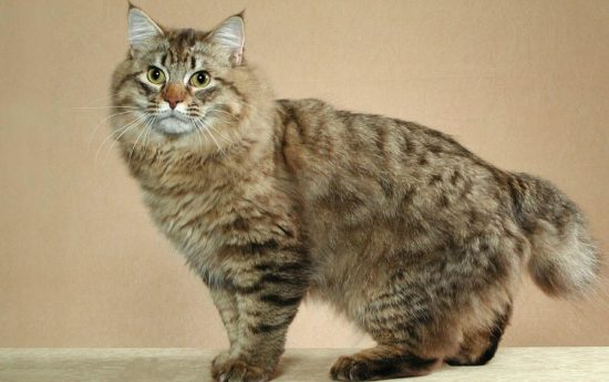 Самая большая порода кошек. Американский бобтейл