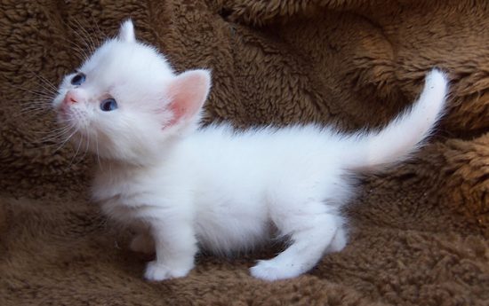 Самые маленькие кошки в мире. Наполеон