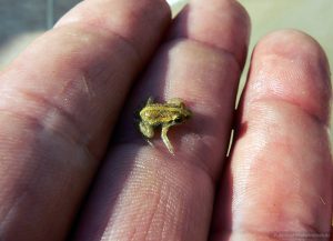 Самые маленькие животные на Земле. Лягушка Paedophryne