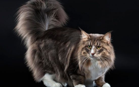 Самая большая порода кошек. Норвежская лесная кошка