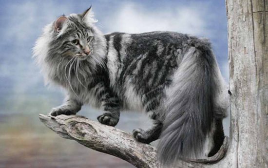 Самая большая порода кошек. Норвежская лесная кошка