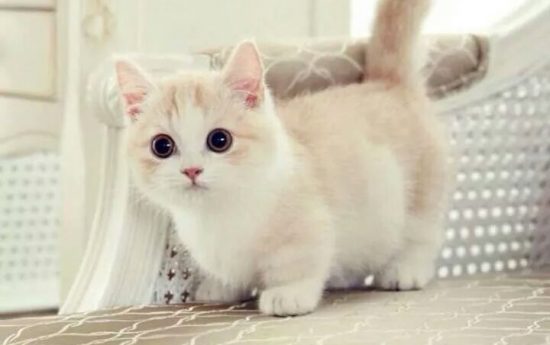 Самые маленькие кошки в мире. Манчкины
