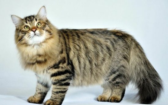 Самая большая порода кошек. Сибирская кошка