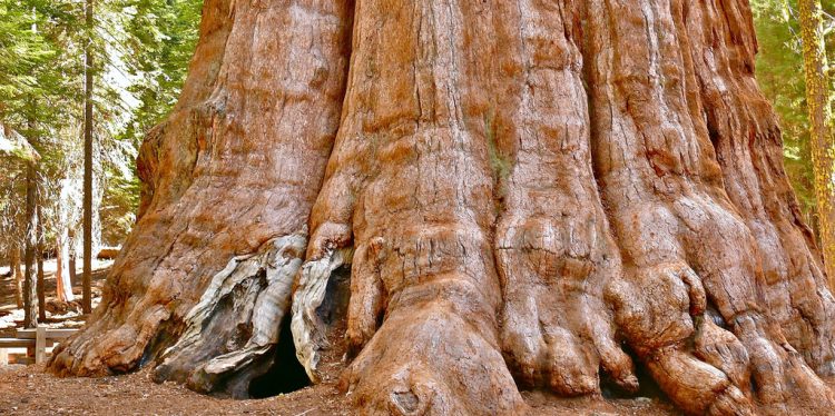 Возраст дерева 2300 - 2700 лет