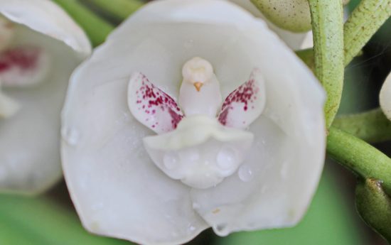 Красивые орхидеи. «Голубь, или Святой дух»
