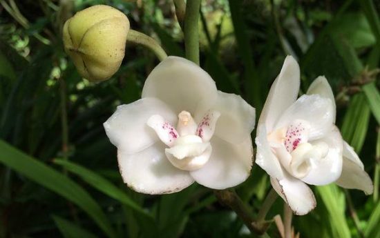 Красивые орхидеи. «Голубь, или Святой дух»
