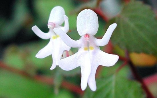 Красивые орхидеи. «Танцующие девочки»