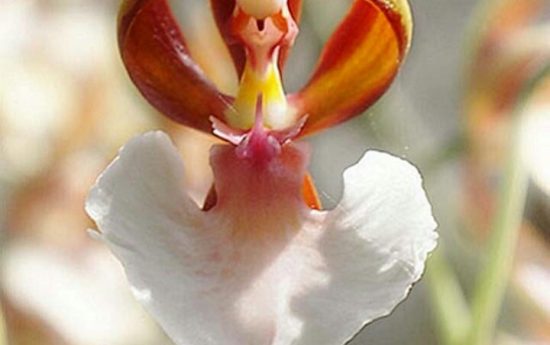 Красивые орхидеи. «Орхидея-балерина»
