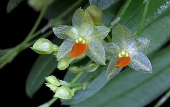Красивые орхидеи. Самая маленькая в мире орхидея