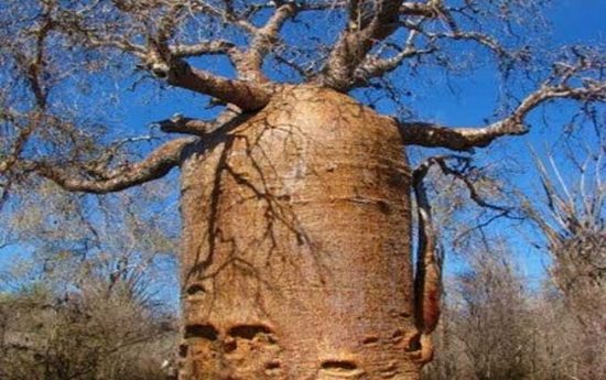 Самые древние деревья. Баобаб Чайник Ифати