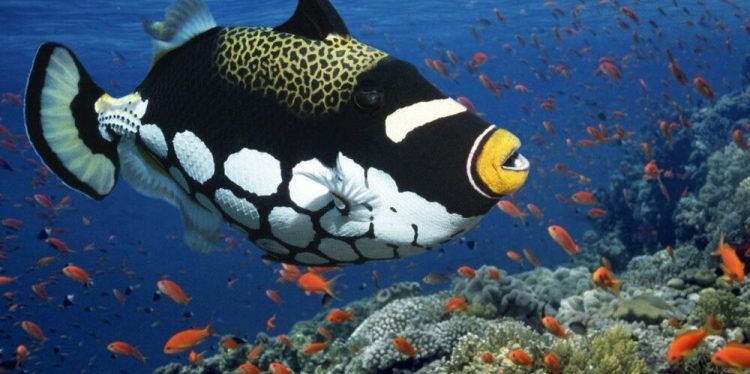 Коралловые рифы и их обитатели
