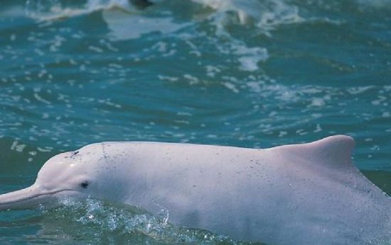 Вымершие животные. Китайский речной дельфин