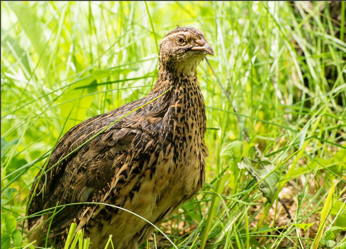 Птицы живут в траве. Перепел Coturnix Coturnix. Перепел обыкновенный Coturnix Coturnix. Перепелка обыкновенная. Перепелка Дикая.